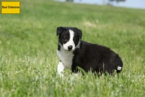 Mehr über den Artikel erfahren Border Collie Züchter und Welpen in Bad Oldesloe