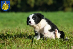 Mehr über den Artikel erfahren Border Collie Züchter und Welpen in Bad Salzungen