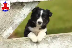 Mehr über den Artikel erfahren Border Collie Züchter und Welpen in Bad Segeberg