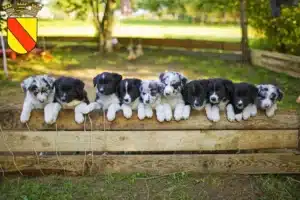 Mehr über den Artikel erfahren Border Collie Züchter und Welpen in Baden-Baden
