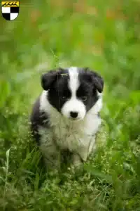 Mehr über den Artikel erfahren Border Collie Züchter und Welpen in Balingen