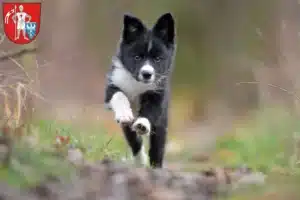 Mehr über den Artikel erfahren Border Collie Züchter und Welpen in Bamberg