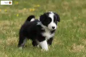 Mehr über den Artikel erfahren Border Collie Züchter und Welpen in Barnim