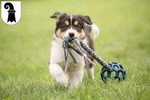 Mehr über den Artikel erfahren Border Collie Züchter und Welpen in Basel