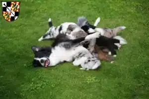 Mehr über den Artikel erfahren Border Collie Züchter und Welpen in Bayreuth