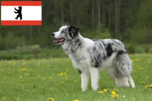 Mehr über den Artikel erfahren Border Collie Züchter und Welpen in Berlin