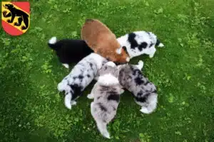 Mehr über den Artikel erfahren Border Collie Züchter und Welpen in Bern