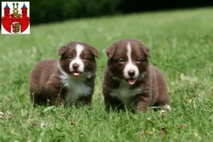 Mehr über den Artikel erfahren Border Collie Züchter und Welpen in Bernburg (Saale)
