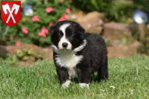 Mehr über den Artikel erfahren Border Collie Züchter und Welpen in Biel