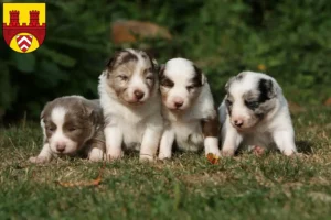 Mehr über den Artikel erfahren Border Collie Züchter und Welpen in Bielefeld