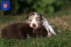 Mehr über den Artikel erfahren Border Collie Züchter und Welpen in Birkenfeld (Nahe)