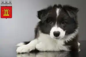 Mehr über den Artikel erfahren Border Collie Züchter und Welpen in Bitburg