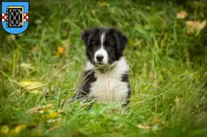 Mehr über den Artikel erfahren Border Collie Züchter und Welpen in Bochum