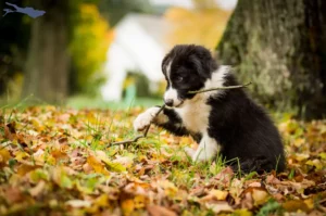 Mehr über den Artikel erfahren Border Collie Züchter und Welpen am Bodensee