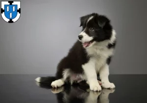 Mehr über den Artikel erfahren Border Collie Züchter und Welpen in Bottrop