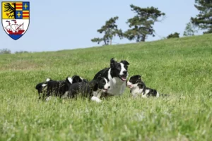 Mehr über den Artikel erfahren Border Collie Züchter und Welpen in Brake (Unterweser)