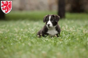 Mehr über den Artikel erfahren Border Collie Züchter und Welpen in Braunschweig