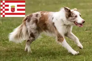 Mehr über den Artikel erfahren Border Collie Züchter und Welpen in Bremen