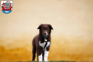Mehr über den Artikel erfahren Border Collie Züchter und Welpen in Bremerhaven