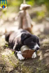 Mehr über den Artikel erfahren Border Collie Züchter und Welpen in Burg (bei Magdeburg)