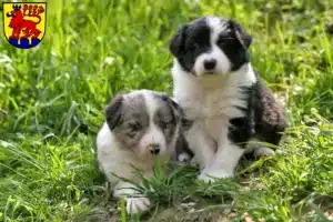 Mehr über den Artikel erfahren Border Collie Züchter und Welpen in Calw