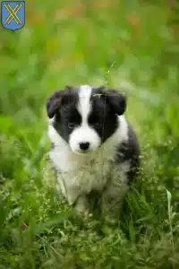 Mehr über den Artikel erfahren Border Collie Züchter und Welpen in Castrop-Rauxel