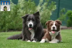 Mehr über den Artikel erfahren Border Collie Züchter und Welpen in Celle