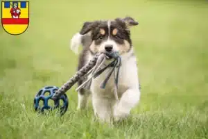 Mehr über den Artikel erfahren Border Collie Züchter und Welpen in Cloppenburg