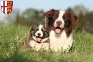 Mehr über den Artikel erfahren Border Collie Züchter und Welpen in Cochem