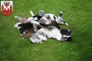 Mehr über den Artikel erfahren Border Collie Züchter und Welpen in Cottbus