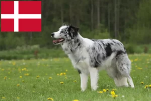 Mehr über den Artikel erfahren Border Collie Züchter und Welpen in Dänemark