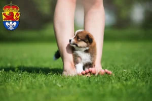 Mehr über den Artikel erfahren Border Collie Züchter und Welpen in Darmstadt