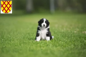Mehr über den Artikel erfahren Border Collie Züchter und Welpen in Daun
