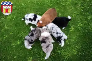 Mehr über den Artikel erfahren Border Collie Züchter und Welpen in Deggendorf