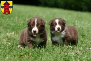 Mehr über den Artikel erfahren Border Collie Züchter und Welpen in Delmenhorst