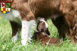 Mehr über den Artikel erfahren Border Collie Züchter und Welpen in Dessau-Roßlau