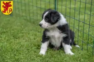 Mehr über den Artikel erfahren Border Collie Züchter und Welpen in Diepholz