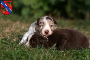 Mehr über den Artikel erfahren Border Collie Züchter und Welpen in Dietzenbach