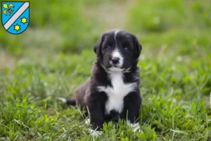 Mehr über den Artikel erfahren Border Collie Züchter und Welpen in Dillingen an der Donau
