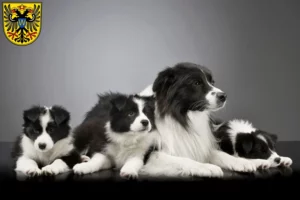 Mehr über den Artikel erfahren Border Collie Züchter und Welpen in Donauwörth