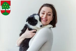 Mehr über den Artikel erfahren Border Collie Züchter und Welpen in Dornbirn