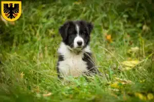 Mehr über den Artikel erfahren Border Collie Züchter und Welpen in Dortmund