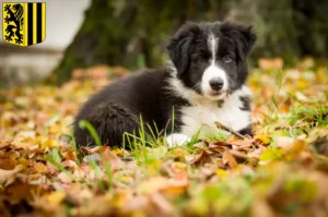 Mehr über den Artikel erfahren Border Collie Züchter und Welpen in Dresden
