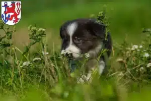 Mehr über den Artikel erfahren Border Collie Züchter und Welpen in Düsseldorf