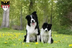 Mehr über den Artikel erfahren Border Collie Züchter und Welpen in Duisburg