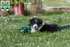 Mehr über den Artikel erfahren Border Collie Züchter und Welpen in Eberswalde