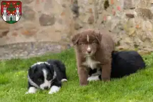 Mehr über den Artikel erfahren Border Collie Züchter und Welpen in Eichstätt