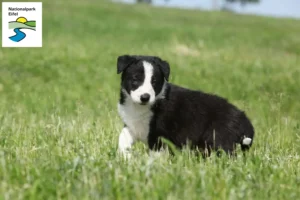 Mehr über den Artikel erfahren Border Collie Züchter und Welpen in der Eifel