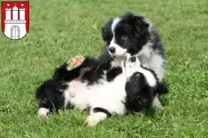 Mehr über den Artikel erfahren Border Collie Züchter und Welpen in Eimsbüttel