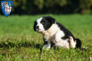 Mehr über den Artikel erfahren Border Collie Züchter und Welpen in Eisenach